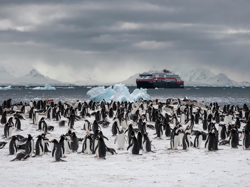 Antártida Pingüinos
