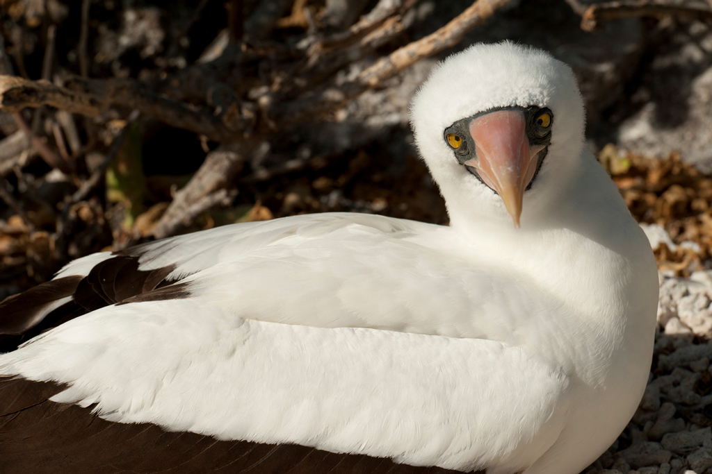 Aves, islas Galápagos