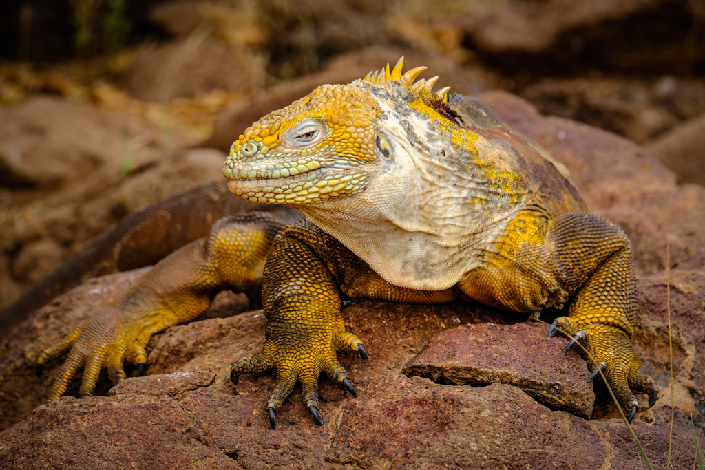 Iguana, Galápagos