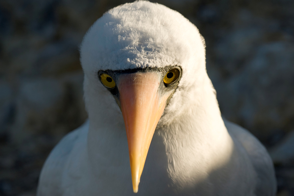 Isla Española, Galápagos, aves