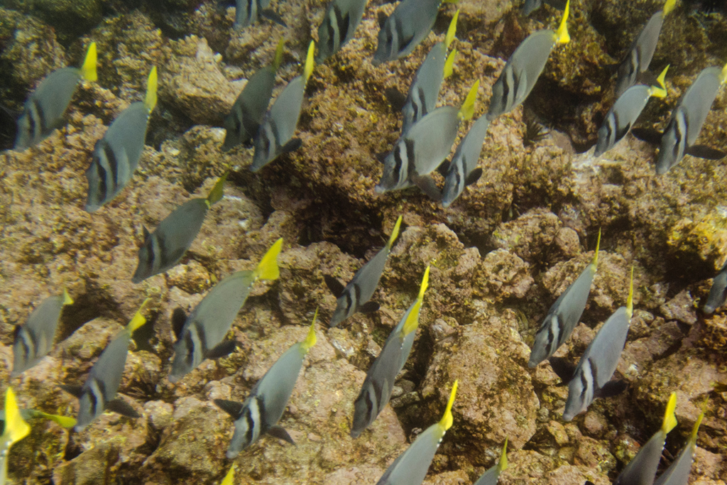 Vida marina, Islas Galápagos