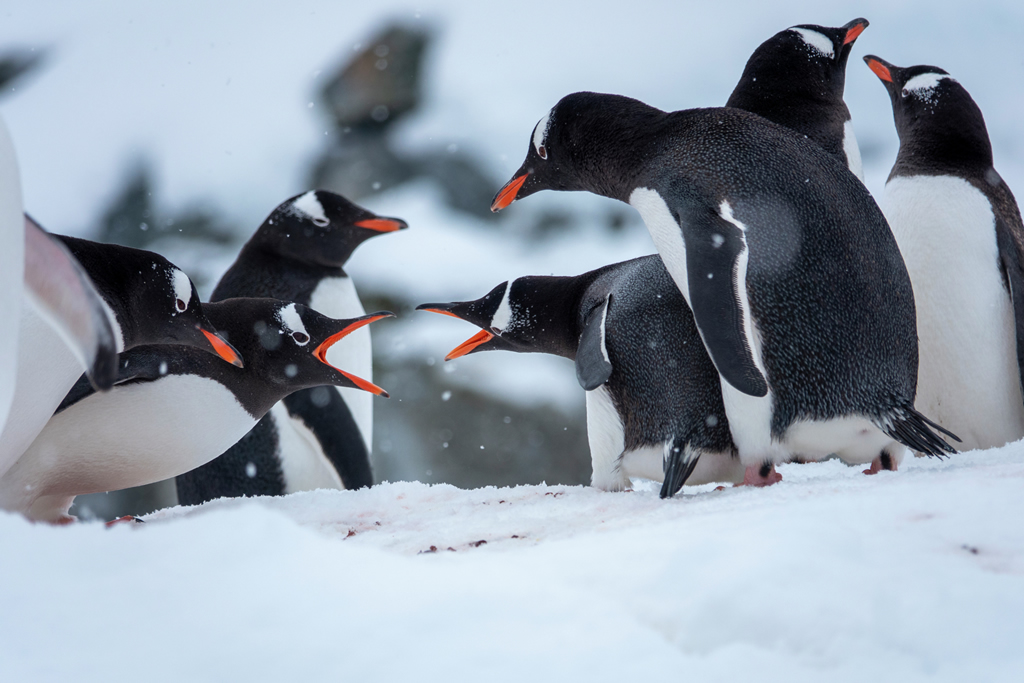 Pingüinos, Antártida