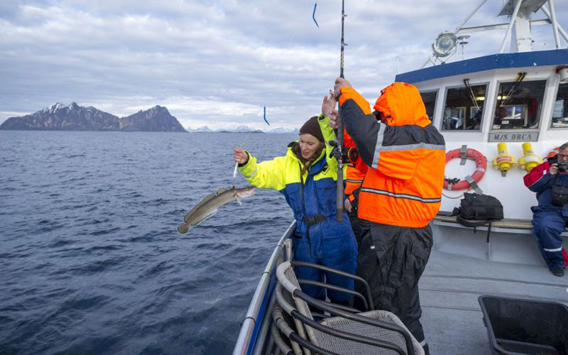 Noruega, Svolvar, pesca en Lofoten