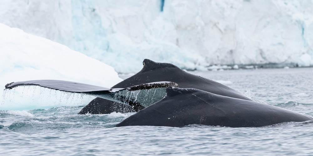Antártida, ballenas
