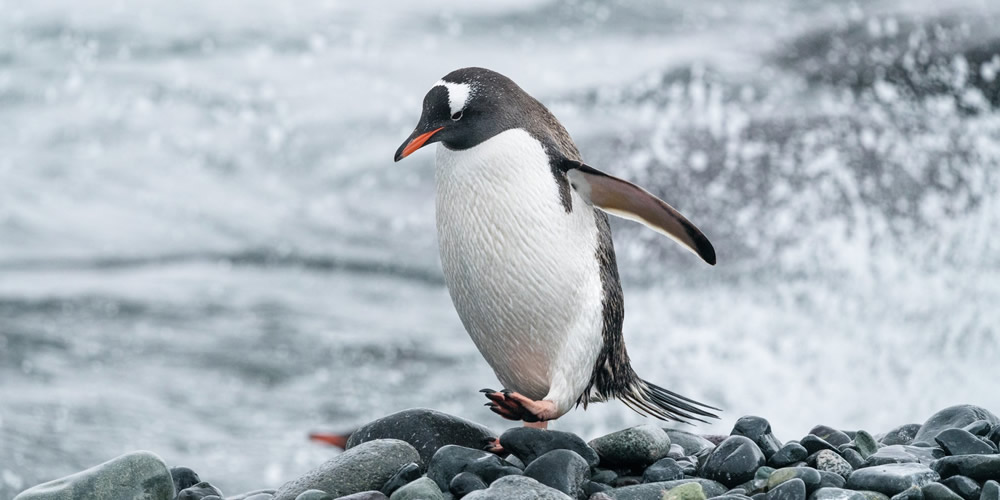 Antártida, pingüino