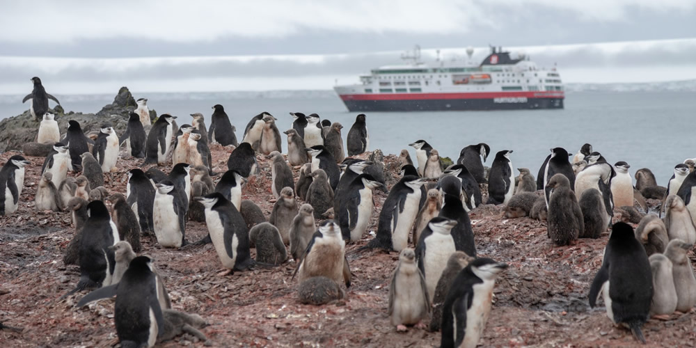 Pingüinos, Antártida