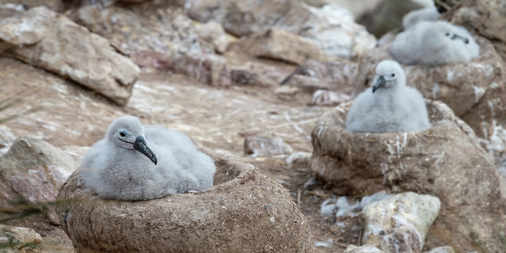 Albatros, Islas Falkland