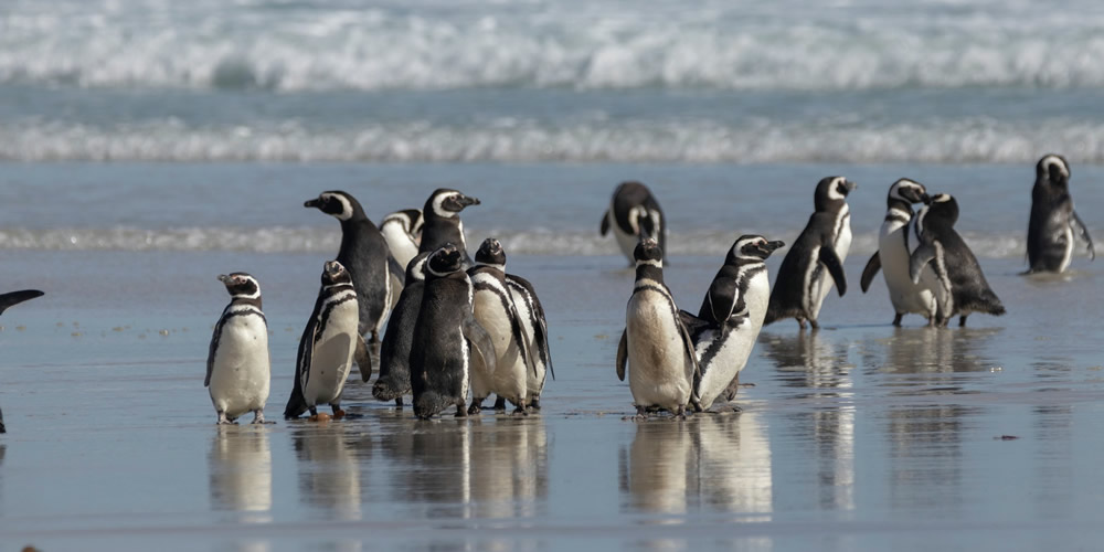 Pingüinos, Islas Falkland