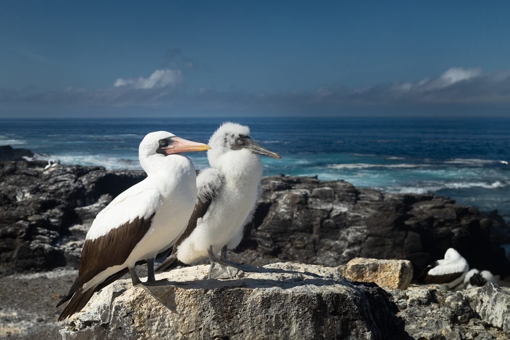 Galápagos, Aves