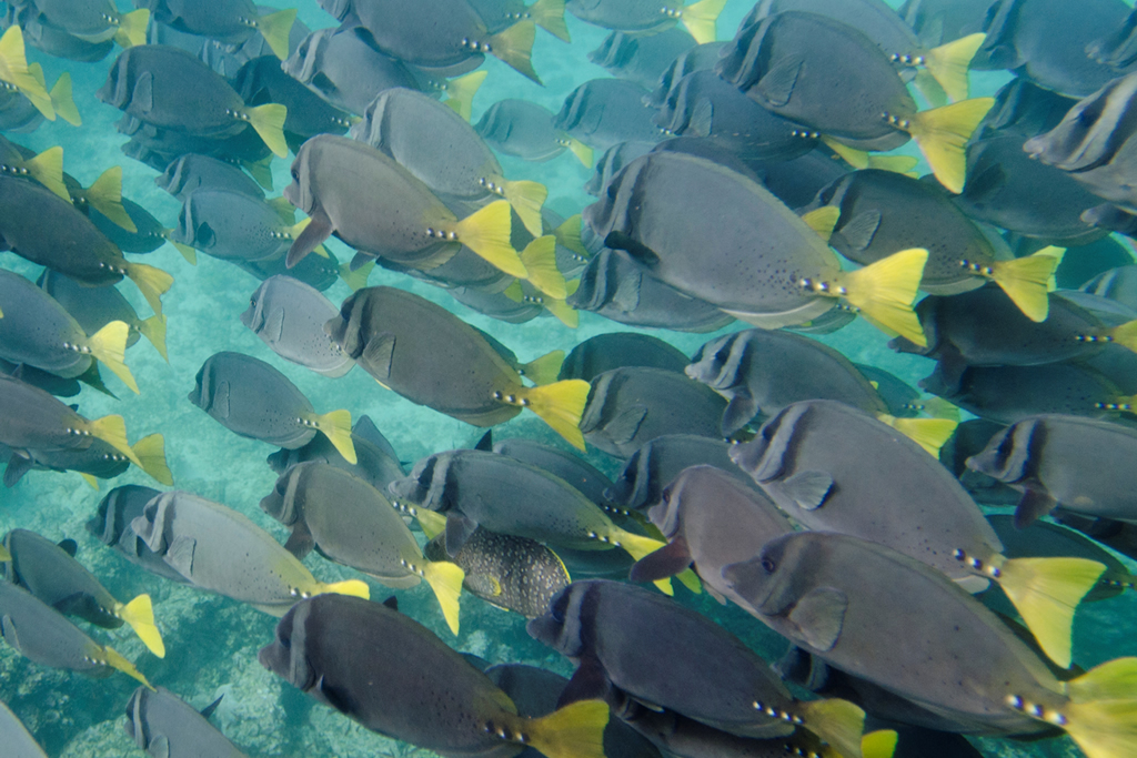 Fauna submarina, Galápagos, Ecuador