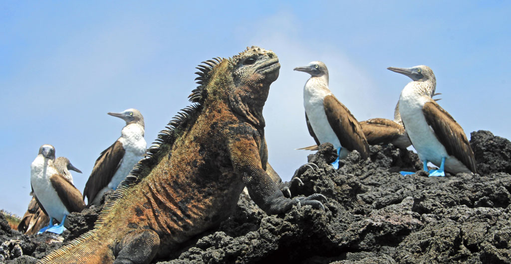 Costa Rica - Perú: Misterios incas y las Islas Galápagos