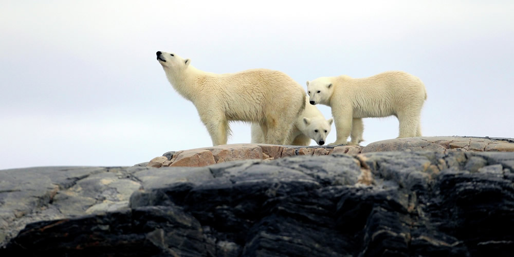 Osos polares, Svalbard